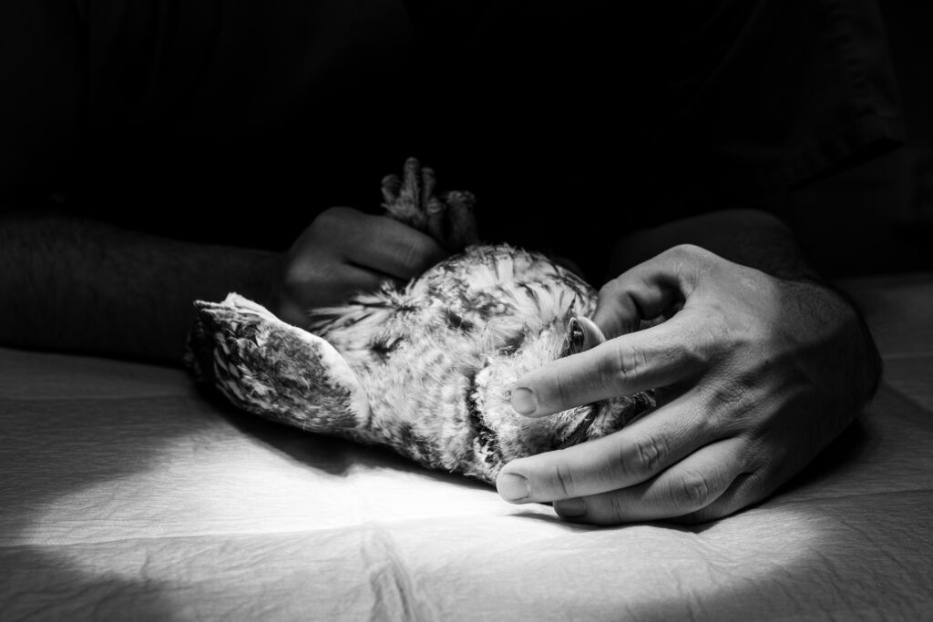 Коляскин Никита Павлович — Фото